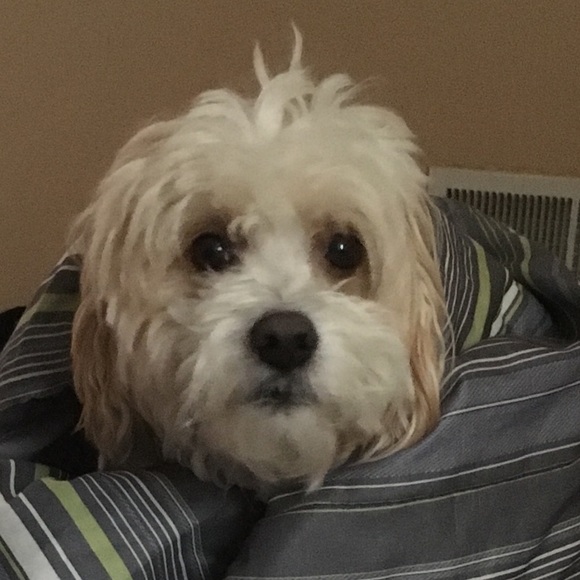 Meet your Posher, Ngan - Picture 1 of 1